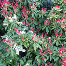 Pieris japonica kopen Kalmthout